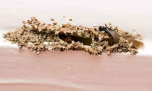 Does Homeowners Insurance Cover Termite Damage State Farm